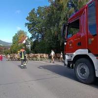 Viehscheid.jpg